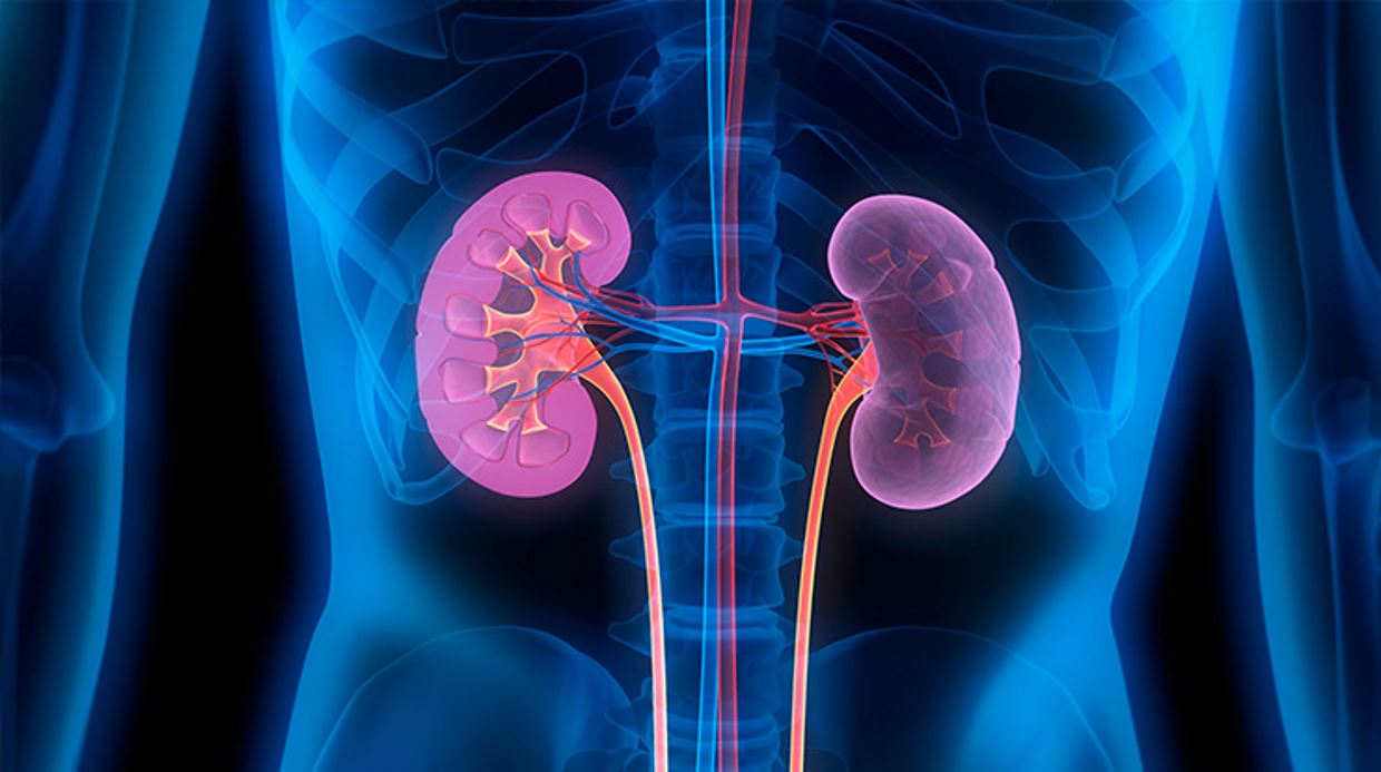 A photo of kidneys in pink and the body is in blue